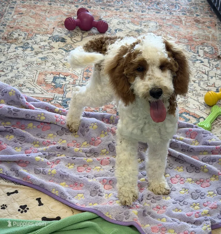 Rita – Miniature Goldendoodle puppy for sale in Gaffney, SC