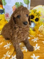 Paul, a male Miniature Labradoodle for sale in Gaffney, SC – 2 of 3