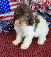 Millie, a female Cockapoo for sale in Gaffney, SC – 4 of 4