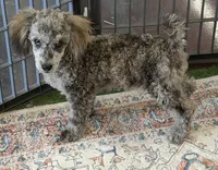 Puzzle, a male Poodle - Toy  for sale in Gaffney, SC – 3 of 5