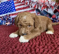 Boots, a female Miniature Labradoodle for sale in Gaffney, SC – 1 of 3