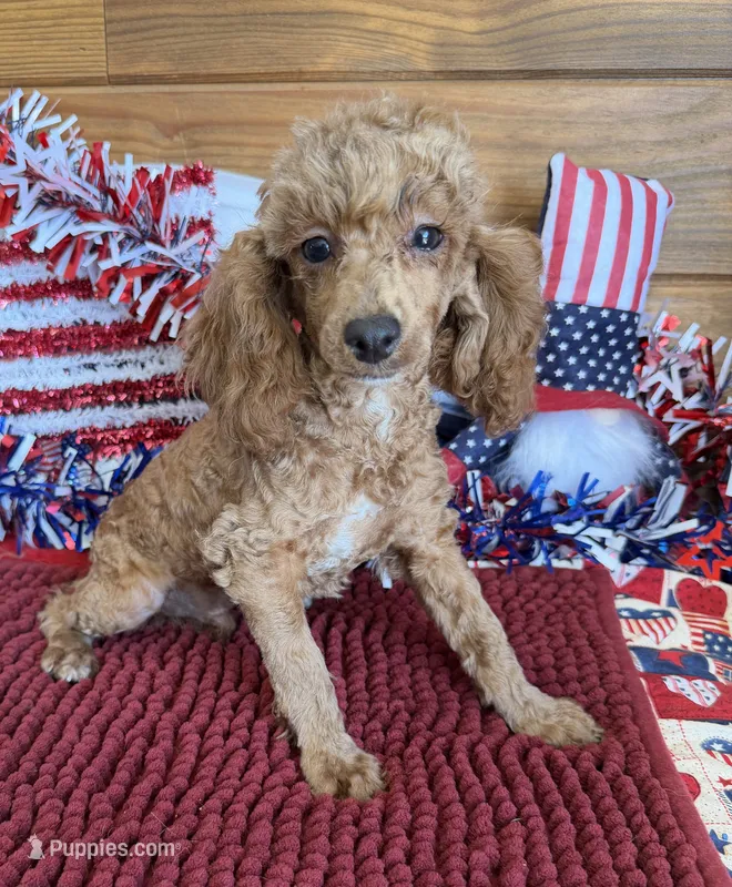 Finn – Poodle - Toy  puppy for sale in Gaffney, SC