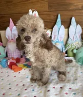 Boots, a male Poodle - Toy  for sale in Gaffney, SC – Photo 4 of 4