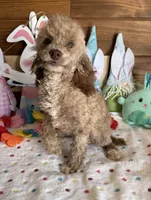 Boots, a male Poodle - Toy  for sale in Gaffney, SC – Photo 1 of 4