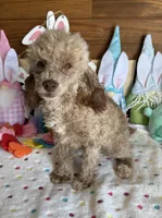 Boots, a male Poodle - Toy  for sale in Gaffney, SC – Photo 2 of 4