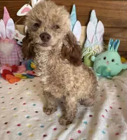 Boots, a male Poodle - Toy  for sale in Gaffney, SC – Photo 3 of 4