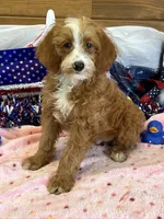 Casanova, a male Miniature Labradoodle for sale in Gaffney, SC – 2 of 3