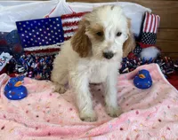 Patty, a female Miniature Labradoodle for sale in Gaffney, SC – 9 of 9