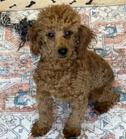 Adam, a male Poodle - Toy  for sale in Gaffney, SC – 4 of 5