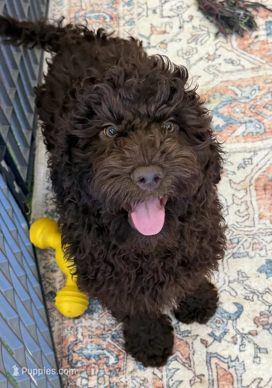 Deano – Miniature Goldendoodle puppy for sale in Gaffney, SC