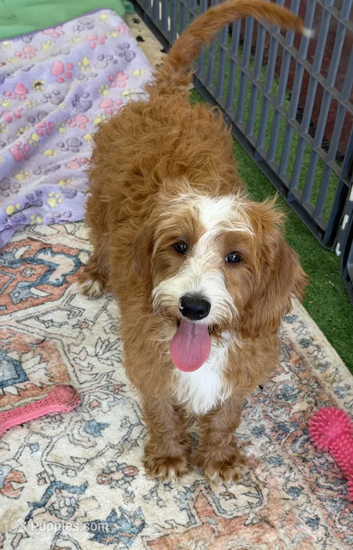 Casanova – Miniature Labradoodle puppy for sale in Gaffney, SC