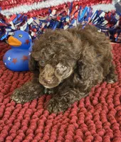 Cocoa, a female Poodle - Toy  for sale in Gaffney, SC – 2 of 4