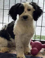 Oreo, a female Miniature Labradoodle for sale in Gaffney, SC – 8 of 10