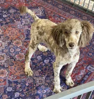 Speckles, a male Poodle - Miniature  for sale in Gaffney, SC – 2 of 7
