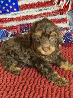 Snickers, a female Cockapoo for sale in Gaffney, SC – 2 of 4