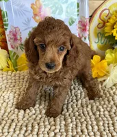 Lucy, a female Poodle - Miniature  for sale in Gaffney, SC – 2 of 4