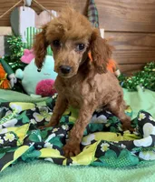 Cinnamon, a female Poodle - Toy  for sale in Gaffney, SC – Photo 1 of 5