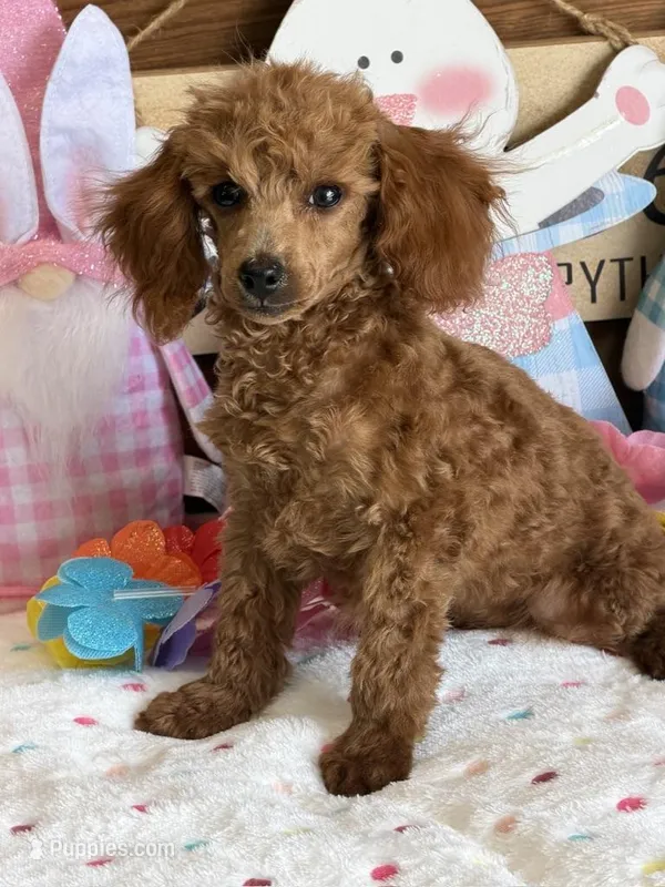Cinnamon – Poodle - Toy  puppy for sale in Gaffney, SC