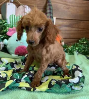 Cinnamon, a female Poodle - Toy  for sale in Gaffney, SC – Photo 5 of 5