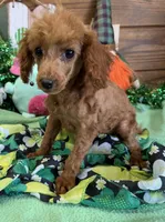 Cinnamon, a female Poodle - Toy  for sale in Gaffney, SC – Photo 3 of 5