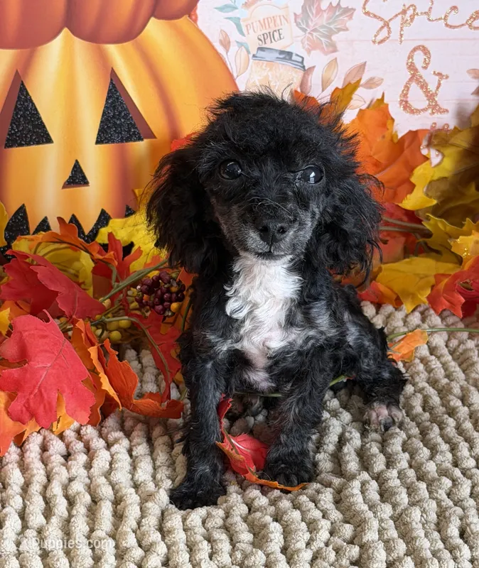 Cory – Poodle - Toy  puppy for sale in Gaffney, SC
