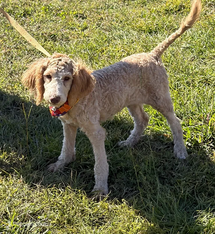 Taffy – Miniature Labradoodle puppy for sale in Gaffney, SC