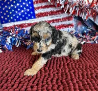Blue Eyes, a female Cockapoo for sale in Gaffney, SC – 4 of 4