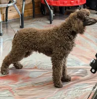 Hershall, a male Poodle - Miniature  for sale in Gaffney, SC – 7 of 10