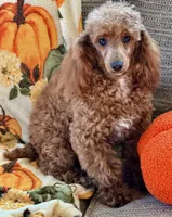 Finn, a male Poodle - Toy  for sale in Gaffney, SC – 9 of 9