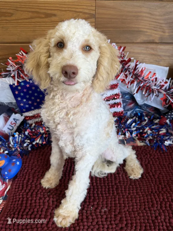 Spirit – Miniature Goldendoodle puppy for sale in Gaffney, SC