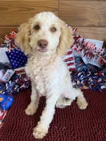 Spirit, a male Miniature Goldendoodle for sale in Gaffney, SC – 1 of 5