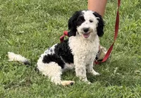 Oreo, a female Miniature Labradoodle for sale in Gaffney, SC – 5 of 10