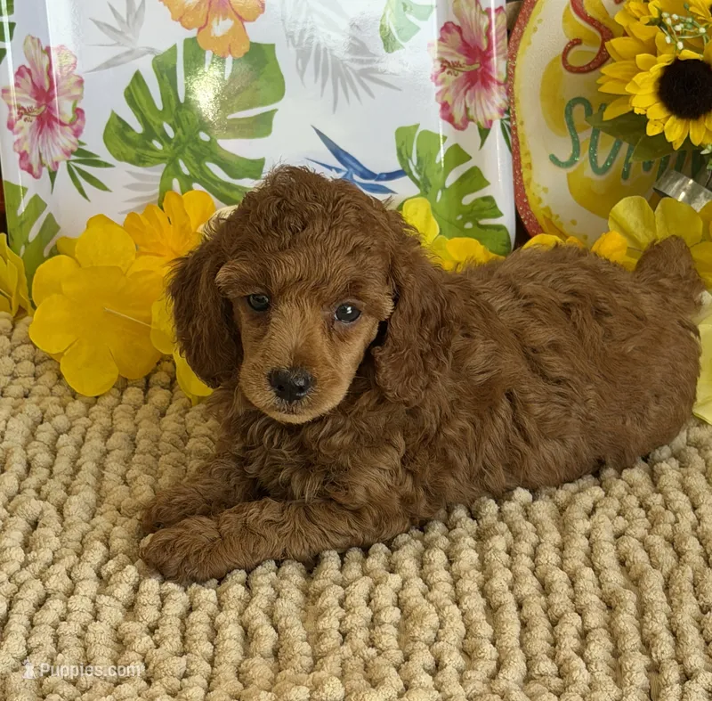 Lucy – Poodle - Miniature  puppy for sale in Gaffney, SC