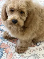 Thompson, a male Miniature Goldendoodle for sale in Gaffney, SC – 4 of 6