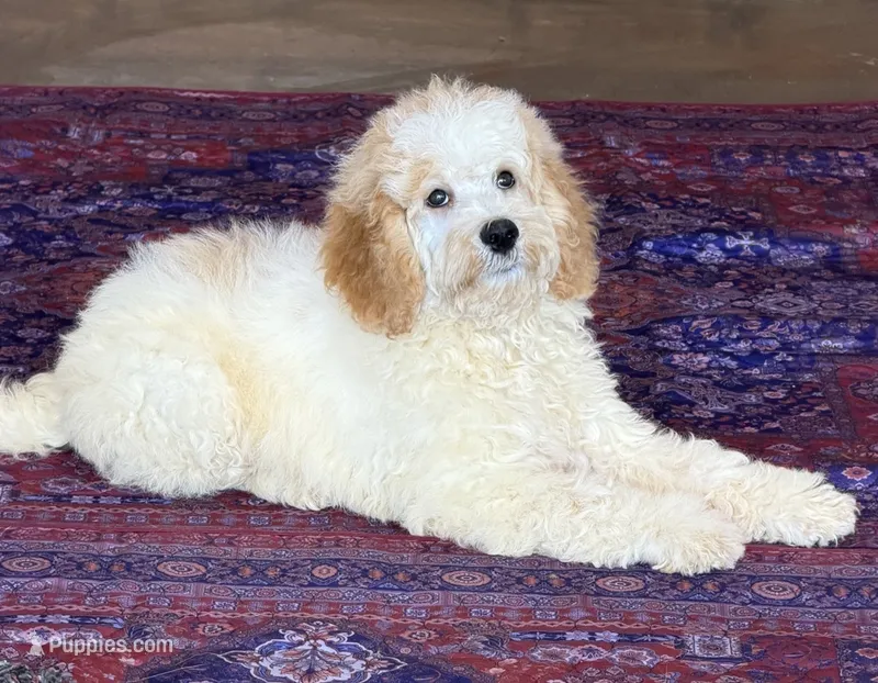 Travis – Miniature Goldendoodle puppy for sale in Gaffney, SC