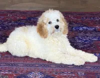 Travis, a male Miniature Goldendoodle for sale in Gaffney, SC – 1 of 4