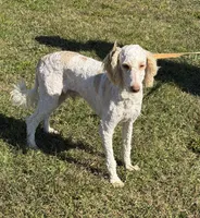 Spirit, a male Miniature Goldendoodle for sale in Gaffney, SC – 2 of 3