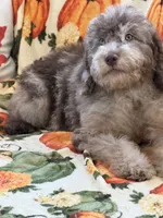 Sally, a female Miniature Labradoodle for sale in Gaffney, SC – 4 of 8