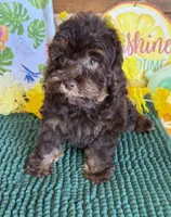 Snickers, a female Cockapoo for sale in Gaffney, SC – 2 of 5