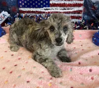Puzzle, a male Poodle - Toy  for sale in Gaffney, SC – 4 of 4