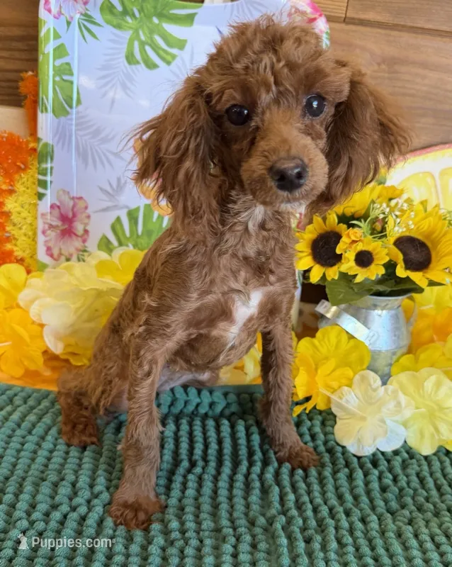 Lottie – Poodle - Toy  puppy for sale in Gaffney, SC