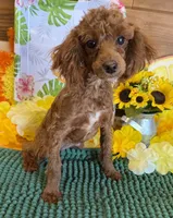 Lottie, a female Poodle - Toy  for sale in Gaffney, SC – 1 of 3