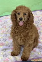 Lacy, a female Poodle - Miniature  for sale in Gaffney, SC – 5 of 5
