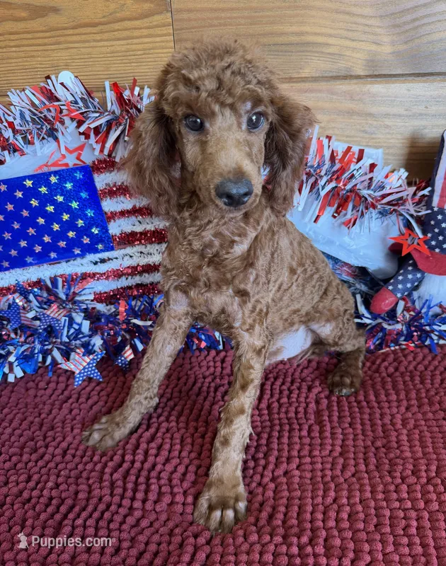 Beau – Poodle - Toy  puppy for sale in Gaffney, SC