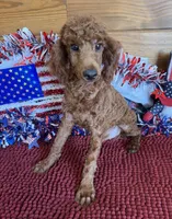 Beau, a male Poodle - Miniature  for sale in Gaffney, SC – 1 of 4