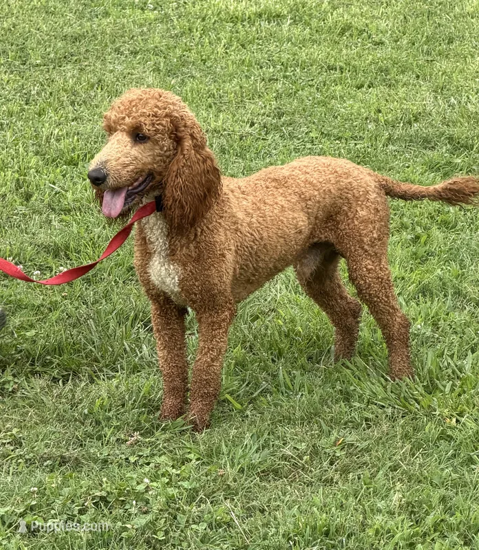 Astro – Poodle - Standard  puppy for sale in Gaffney, SC
