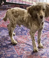 Speckles, a male Poodle - Miniature  for sale in Gaffney, SC – 6 of 7