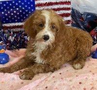Casanova, a male Miniature Labradoodle for sale in Gaffney, SC – 3 of 3