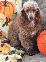 Finn, a male Poodle - Toy  for sale in Gaffney, SC – 4 of 9