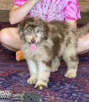 Sally, a female Miniature Labradoodle for sale in Gaffney, SC – 1 of 8